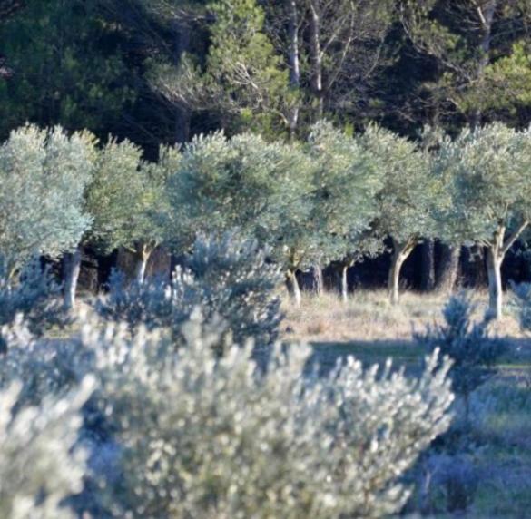 מלון Les Cabanons Sainte Victoire מראה חיצוני תמונה